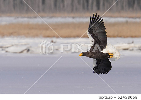 オオワシ オオワシ 62458068
