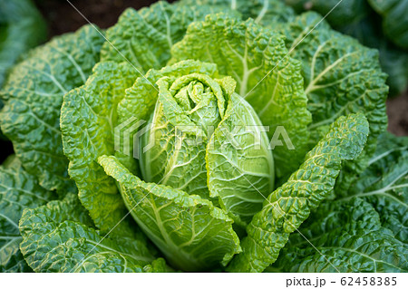 旬の白菜のアップ<2020年2月千葉県/家庭菜園> 旬の白菜のアップ<2020年2月千葉県/家庭菜園> 62458385