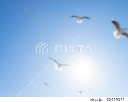 Seagulls float in the air. Bottom view of sea birds against a clear sky and bright sun. Natural blurred background. Seagulls float in the air. Bottom view of sea birds against a clear sky and bright sun. Natural blurred background. 62459375
