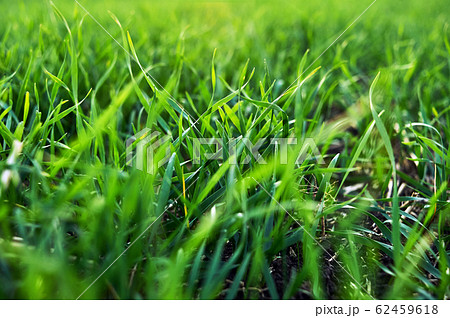 Green sprouts and foliage of winter wheat 62459618