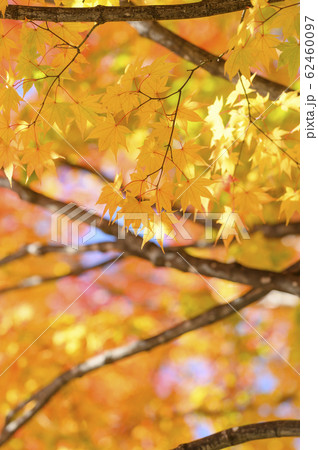 綺麗な紅葉 綺麗な紅葉 62460097