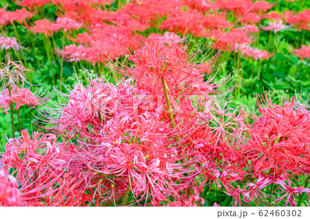 彼岸花の群生地、蓑沢彼岸花公園、栃木県、 62460302