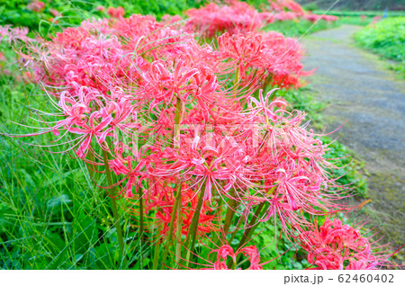 彼岸花の群生地、蓑沢彼岸花公園、栃木県、 62460402