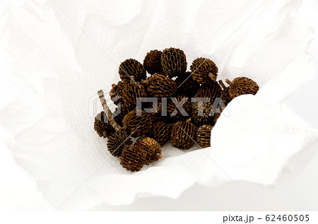 モクマオウの実 62460505