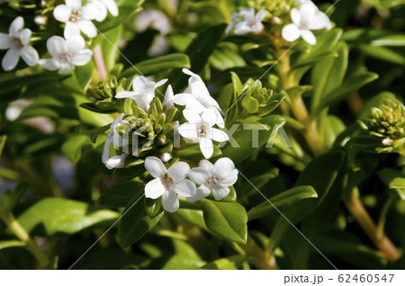 海岸に生育する海浜植物 「浜払子」 62460547
