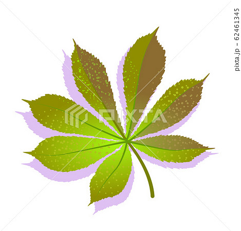 Green Chestnut leaf textured with shadow, isolated on white background. Realistic single nature icon, ecology symbol flat element. Stock vector illustration. logo design 62461345
