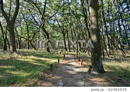 虹の松原の遊歩道の情景＠佐賀 62462039