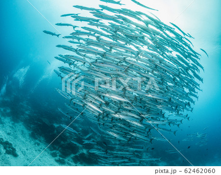 バラクーダの群れ 62462060