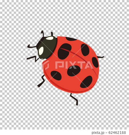 Ladybird 62462188