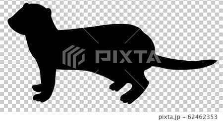 Silhouette Animal / Pet Ferret 10 62462353