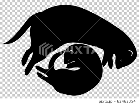 シルエット　動物・ペット　フェレット11　寝てる 62462354