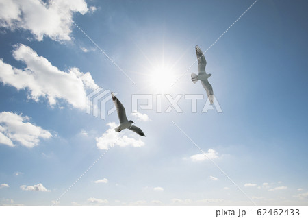 空を舞う2羽のカモメ 空を舞う2羽のカモメ 62462433
