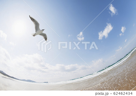 空を舞うカモメ 空を舞うカモメ 62462434