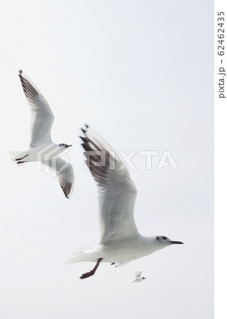 空を舞う3羽のカモメ 62462435