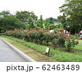 新緑と公園に咲く可憐なバラの花 62463489