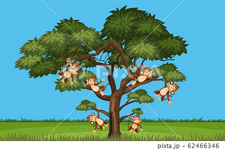 Scene with many monkeys hanging on the tree - Stock Illustration [62466346]  - PIXTA