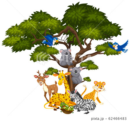 Big tree and many different animals on it - Stock Illustration [62466483] -  PIXTA