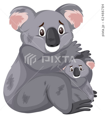Two sad koalas on white background 62466784