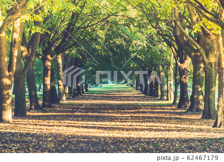 Alley of trees lit with sunllight in the summer 62467179