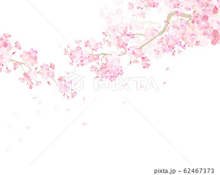 背景 和 和紙 和風 和柄 春 桜 枝のイラスト素材