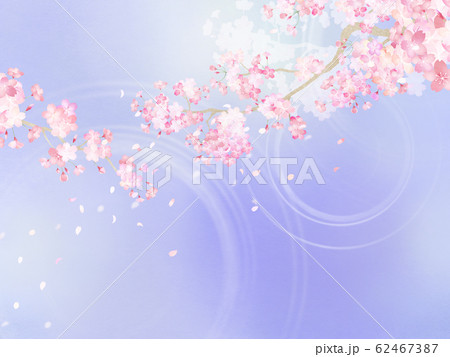 背景 和 和紙 和風 和柄 春 桜 枝 パープルのイラスト素材