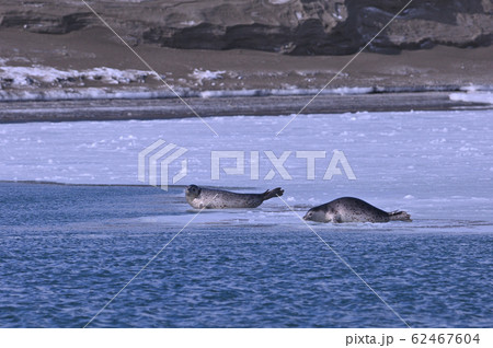 ゴマフアザラシ⑨（北海道） 62467604