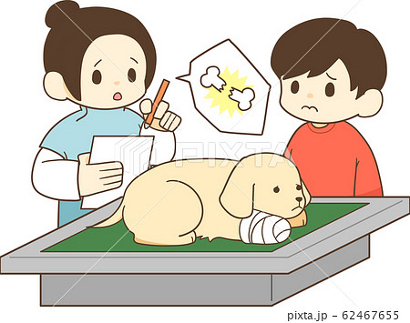 ゴールデンレトリバーの子犬(骨折) ゴールデンレトリバーの子犬(骨折) 62467655