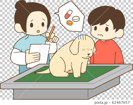 ゴールデンレトリバーの子犬(風邪・薬) ゴールデンレトリバーの子犬(風邪・薬) 62467657