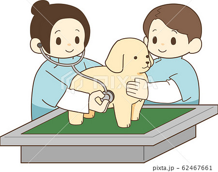 ゴールデンレトリバーの子犬(健康診断2) ゴールデンレトリバーの子犬(健康診断2) 62467661