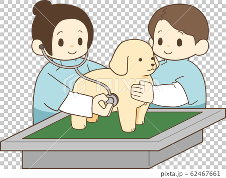 ゴールデンレトリバーの子犬(健康診断2) ゴールデンレトリバーの子犬(健康診断2) 62467661