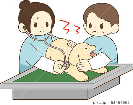 ゴールデンレトリバーの子犬（病院嫌い） 62467662