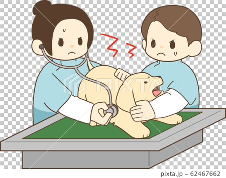 ゴールデンレトリバーの子犬（病院嫌い） 62467662