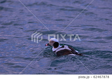 コオリガモ②(北海道) コオリガモ②(北海道) 62467878