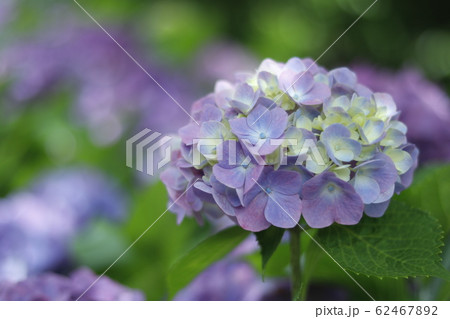 紫陽花 62467892