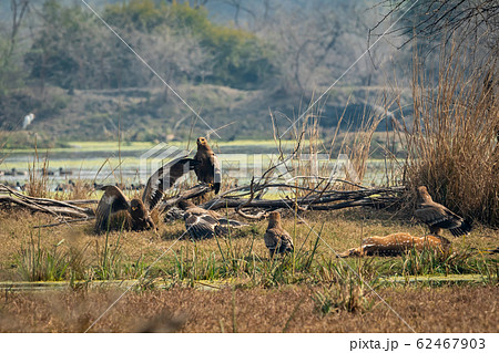 steppe eagle flock showing dominance on each other and eastern imperial eagle with aggressively and angry expressions on spotted deer kill at keoladeo national park or bharatpur bird sanctuary, india 62467903