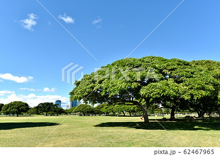 ハワイの休日 ハワイの休日 62467965