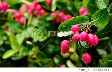 Bengal-Currants, Carandas-plum, Karanda or Carunda 62468264