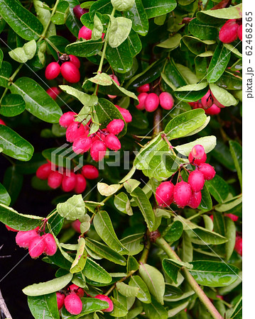 Bengal-Currants, Carandas-plum, Karanda or Carunda Bengal-Currants, Carandas-plum, Karanda or Carunda 62468265
