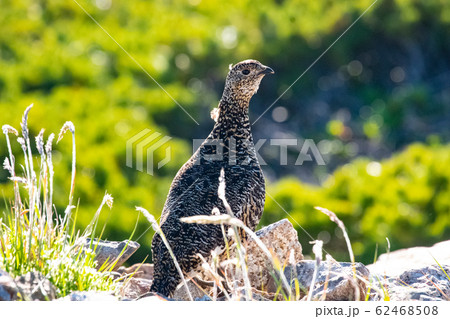 ニホンライチョウの夏羽のメス ニホンライチョウの夏羽のメス 62468508