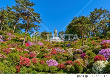 東京青梅市の塩船観音寺の観音池付近からツツジと平和観音像を見る 東京青梅市の塩船観音寺の観音池付近からツツジと平和観音像を見る 62468917