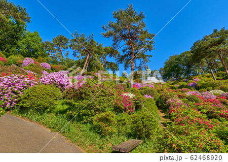 東京青梅市の塩船観音寺の西側遊歩道からツツジと平和観音像を見る 東京青梅市の塩船観音寺の西側遊歩道からツツジと平和観音像を見る 62468920