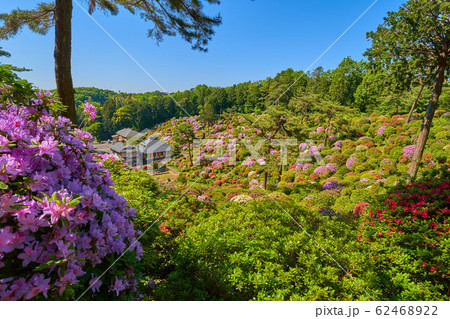 東京青梅市の塩船観音寺東側の遊歩道から護摩堂とツツジを見る 東京青梅市の塩船観音寺東側の遊歩道から護摩堂とツツジを見る 62468922