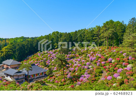 東京青梅市の塩船観音寺東側の遊歩道から護摩堂とツツジを見る 62468923
