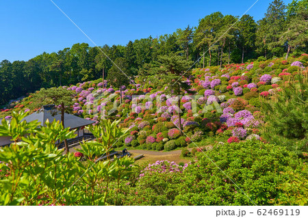 東京青梅市の塩船観音寺東側の遊歩道から護摩堂とツツジを見る 62469119