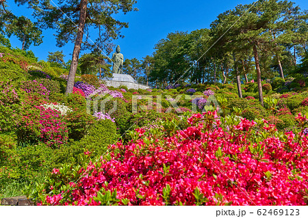 東京青梅市の塩船観音寺の観音池付近からツツジと平和観音像を見る 東京青梅市の塩船観音寺の観音池付近からツツジと平和観音像を見る 62469123