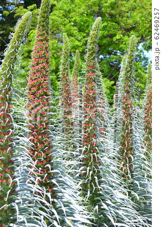 エキウム　ウィルドプレッティ 62469257