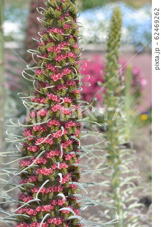 エキウム　ウィルドプレッティ 62469262