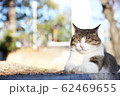 眠り猫 62469655