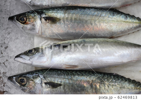 サバ 魚 魚市場 62469813