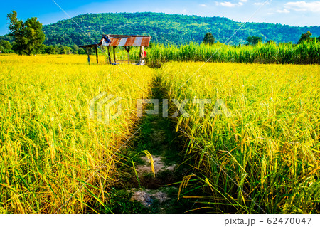 rice yellow gold in Thailand 62470047